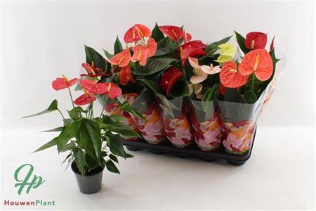 <h4>Anthurium Andreanum Grp gemengd 4 kleuren</h4>