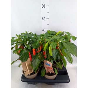 Capsicum annuum   ...peper