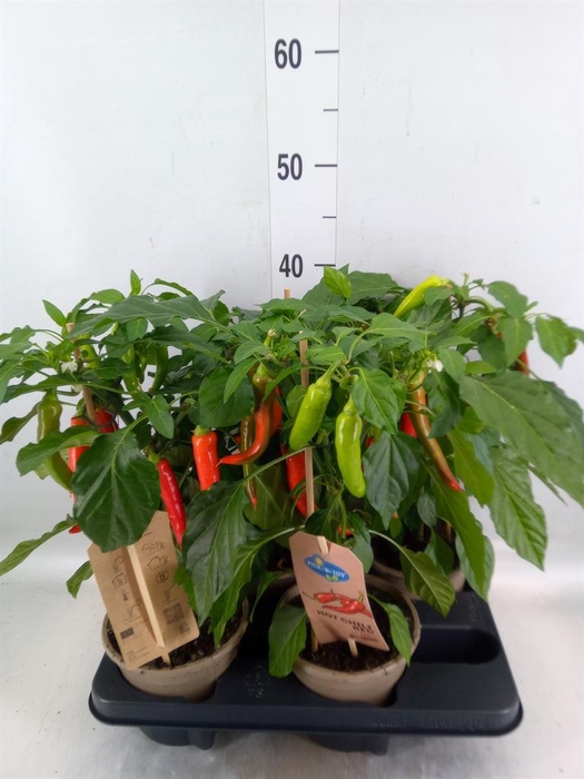 <h4>Capsicum annuum   ...peper</h4>