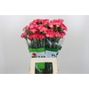 Dianthus St Spritz