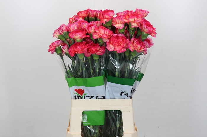 Dianthus St Spritz