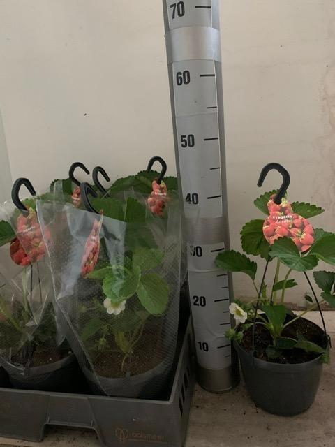 <h4>Frag Elsanta</h4>