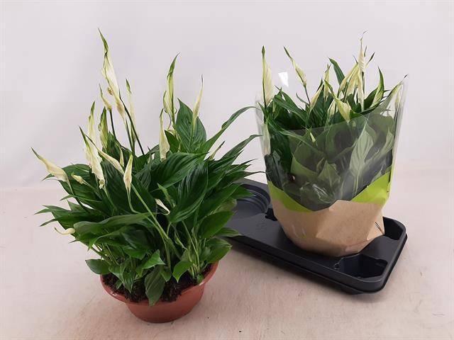 <h4>SPATH BELLINI</h4>