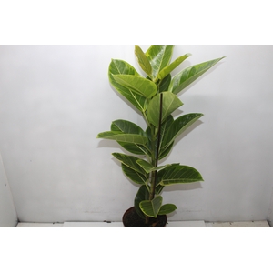 FICUS ALTISSIMA P17
