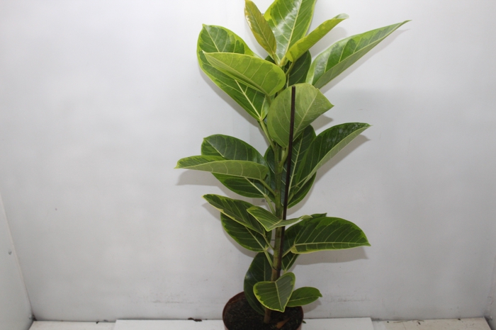 <h4>FICUS ALTISSIMA P17</h4>