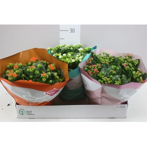 Kalanchoe Bl Gemengd