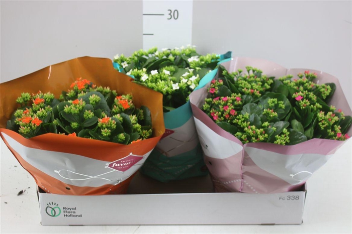 <h4>Kalanchoe Bl Gemengd</h4>