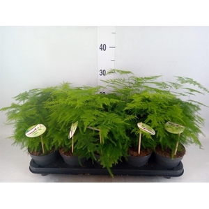 Asparagus setaceus