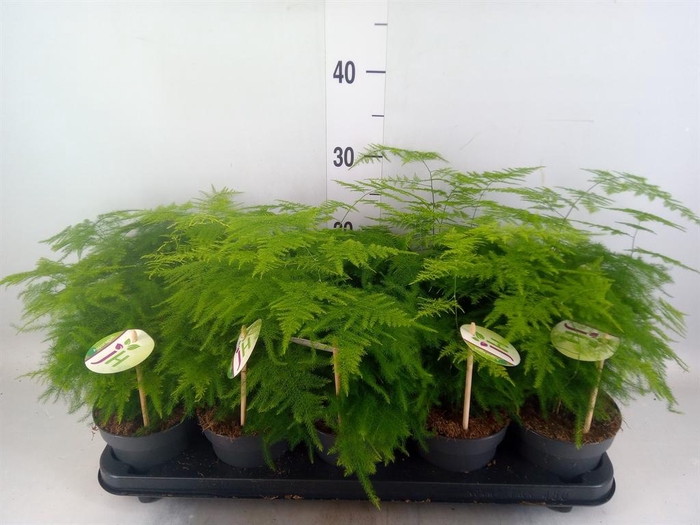 <h4>Asparagus setaceus</h4>