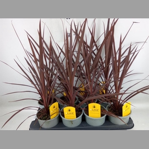 Cordyline austr. 'Red Star'