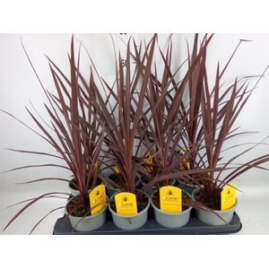 Cordyline austr. 'Red Star'
