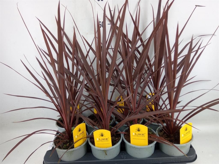 <h4>Cordyline austr. 'Red Star'</h4>
