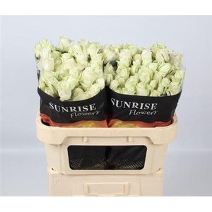 R Tr Pola Sensation+