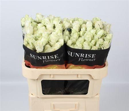 <h4>R Tr Pola Sensation+</h4>