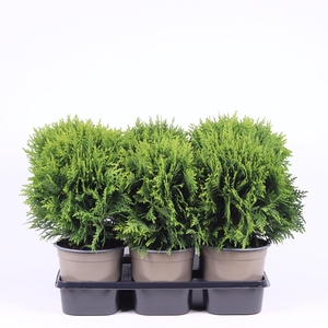 Thuja Danica