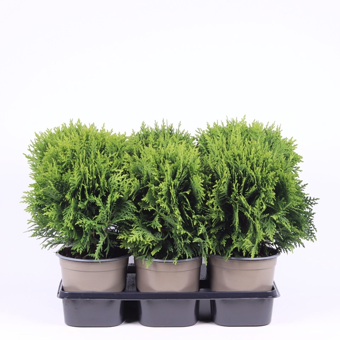 <h4>Thuja Danica</h4>