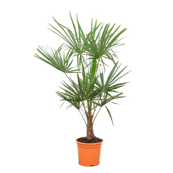 <h4>Trachycarpus Fortunei - 130cm</h4>