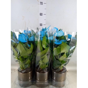 Anthurium andr. 'Cocos'