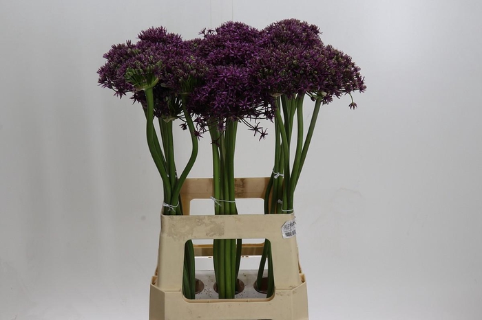 <h4>Allium Miami</h4>