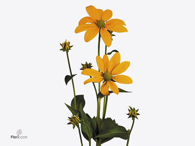 Rudbeckia Nitida