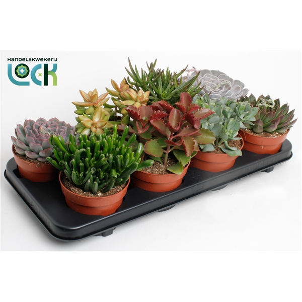 <h4>Succulenten Mix</h4>