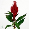 DIGI PURPUREA