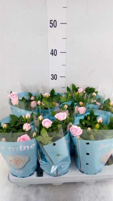 <h4>Rosa 'Baby Jewel'</h4>