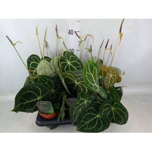 Anthurium clarinervium