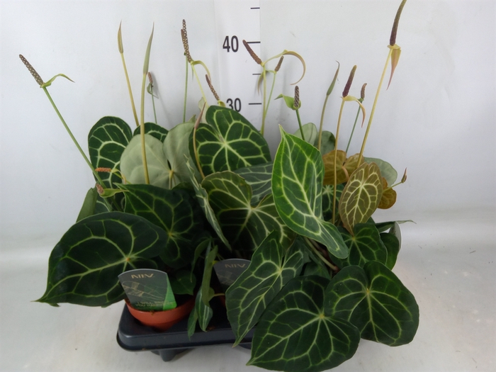 <h4>Anthurium clarinervium</h4>