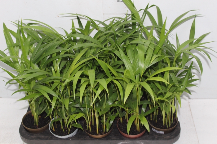 <h4>ARECA BAMBU P11</h4>