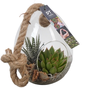 Arr.  Succulents L%