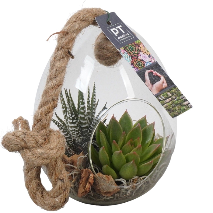 <h4>Arr.  Succulents L%</h4>