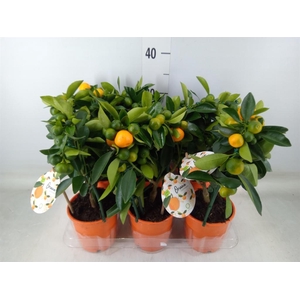 Citrofortunella mic.