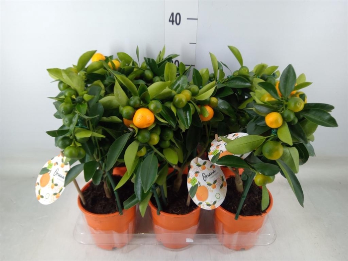 <h4>Citrofortunella mic.</h4>