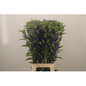 Gentiana Just Blue