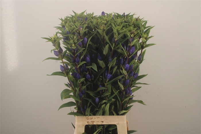 <h4>Gentiana Just Blue</h4>