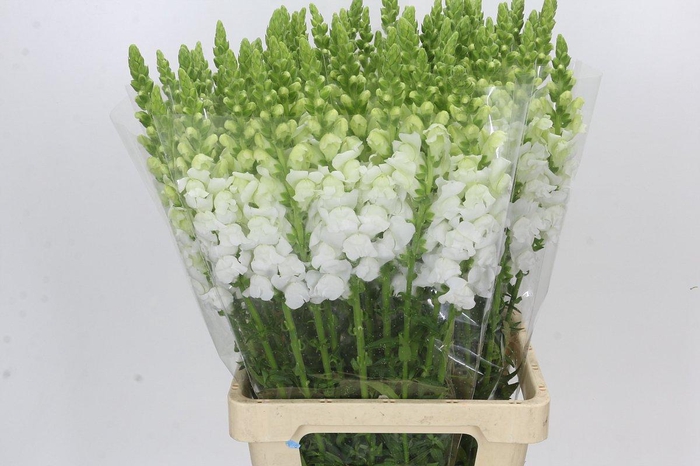 <h4>Antirrhinum Potomac Early White</h4>