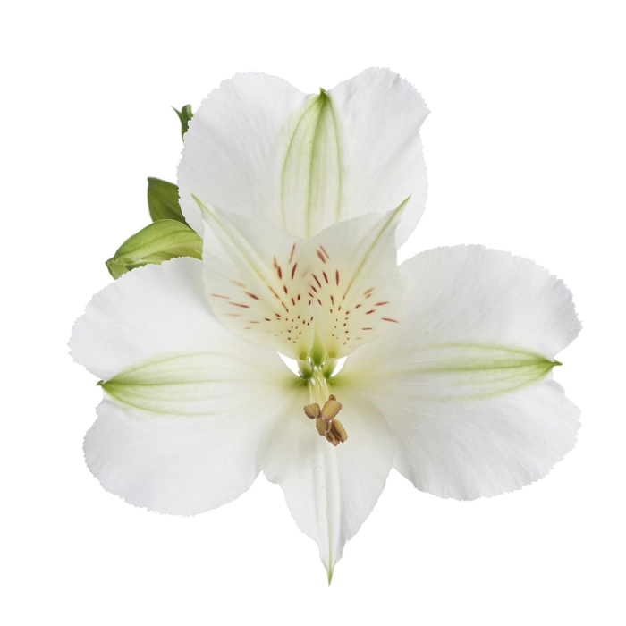 <h4>ALSTR MISTRAL Tessa</h4>