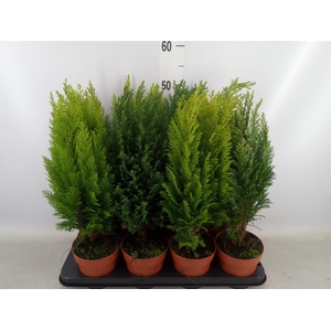 Conifers   ...mix