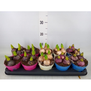 Hyacinthus orie.   ...mix 3