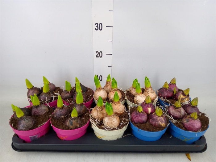 <h4>Hyacinthus orie.   ...mix 3</h4>