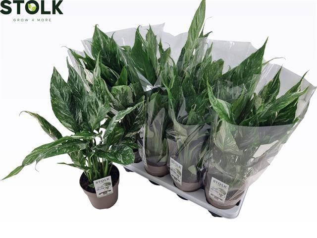 <h4>SPATH DIAMOND</h4>