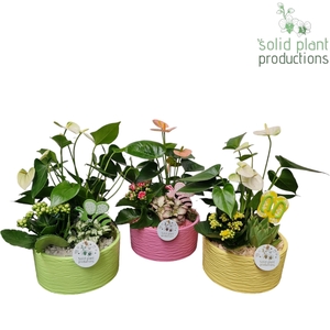 AT003 Loes Green/Pink/Yellow Anthurium Mix