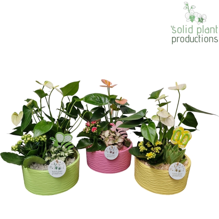 <h4>AT003 Loes Green/Pink/Yellow Anthurium Mix</h4>