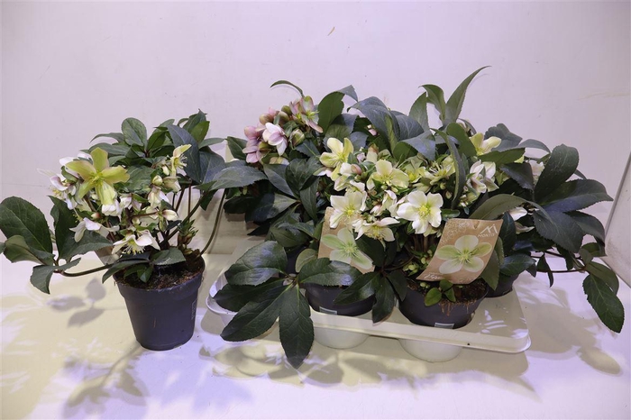 <h4>Hell Orientalis</h4>