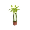 EUPHORBIA TITHYMALOIDES P11