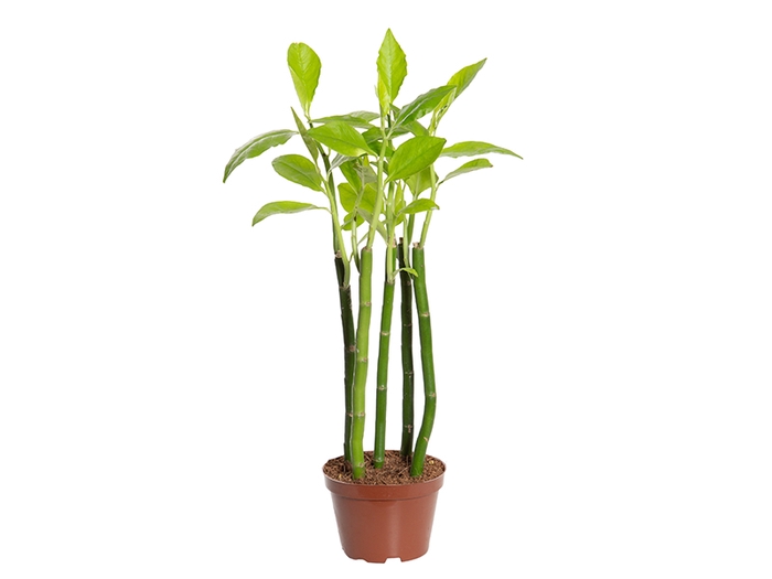 EUPHORBIA TITHYMALOIDES P11