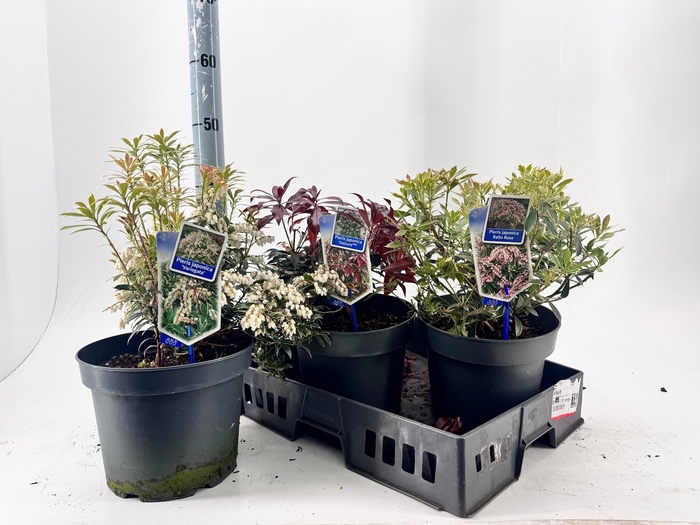 <h4>PIERIS JA GEM</h4>