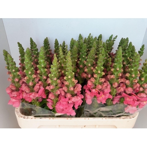 ANTIR POTOMAC CHERRY ROSE ANTIR POT
