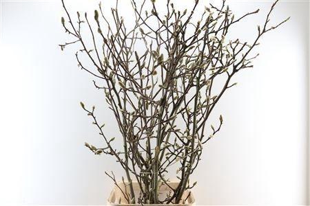 <h4>MAGNOLIA GRANDIFLORA</h4>